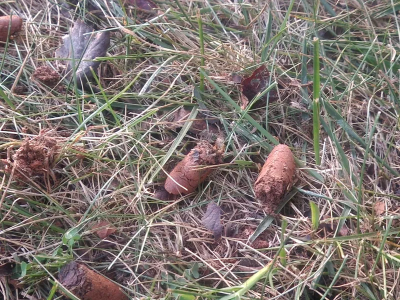 Soil cores pulled from a lawn during core aeration
