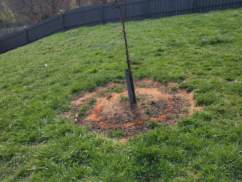 Old ornamental cherry marked for removal in Vinton, VA