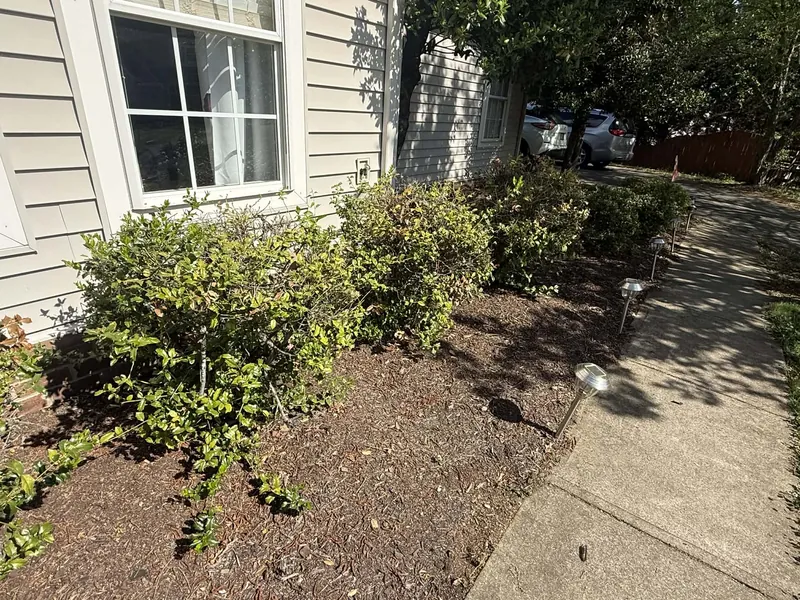 Leggy overgrown shrubs along the walk before removal in Roanoke, VA