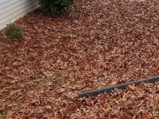 Side yard buried in oak leaves in Vinton, VA