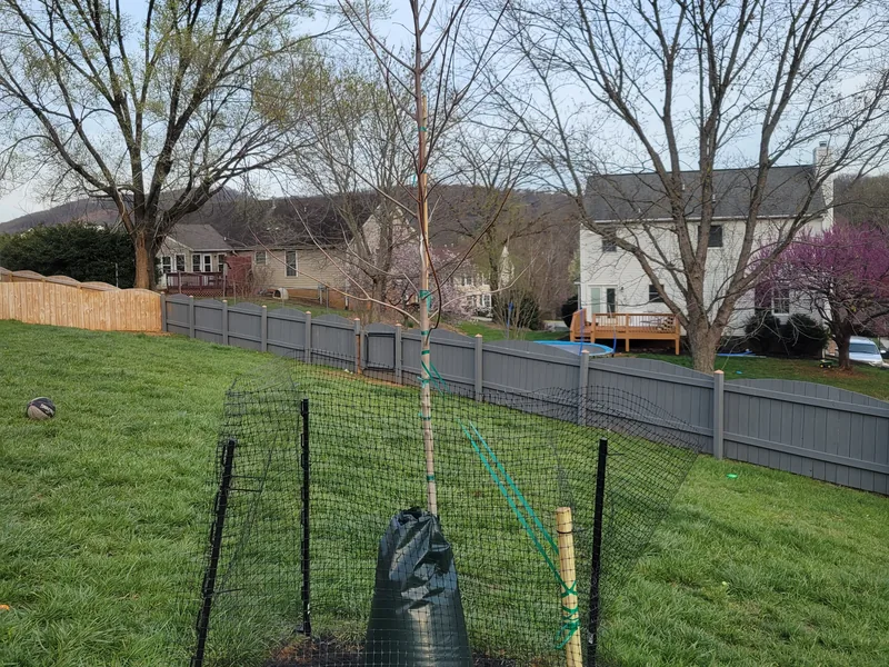 Second new maple fenced at the base to keep dogs away in Vinton, VA