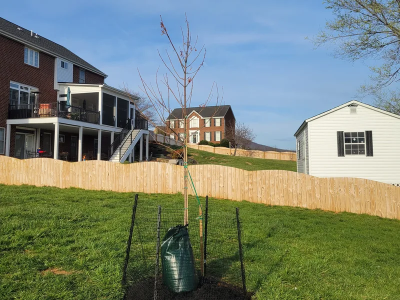 New 15-gallon maple with a watering bag and dog fencing in Vinton, VA
