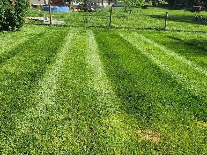 Striped backyard cut behind a board fence