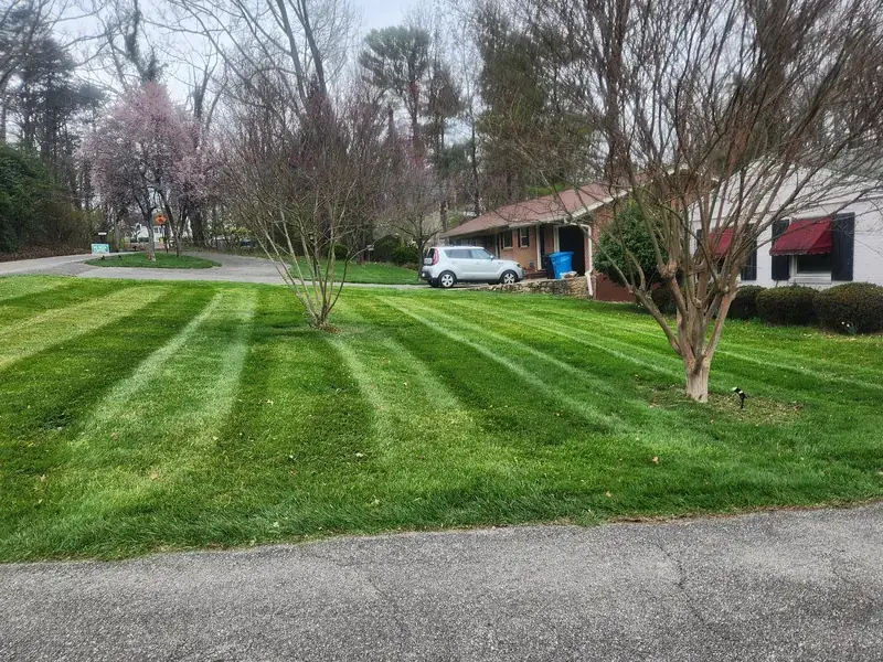 Spring cut on a suburban front lawn with trees in bloom