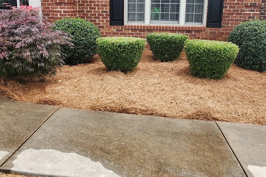 Natural undyed pine straw in a foundation bed in Vinton, VA