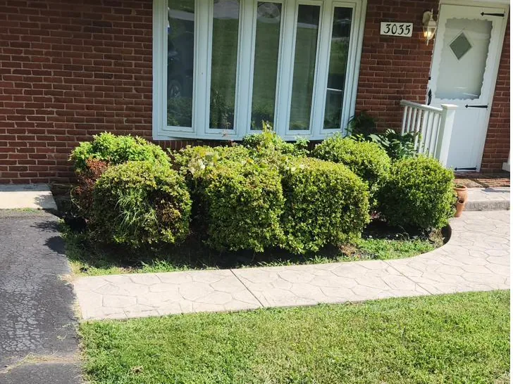 Trimmed boxwood hedge across the front of a brick ranch