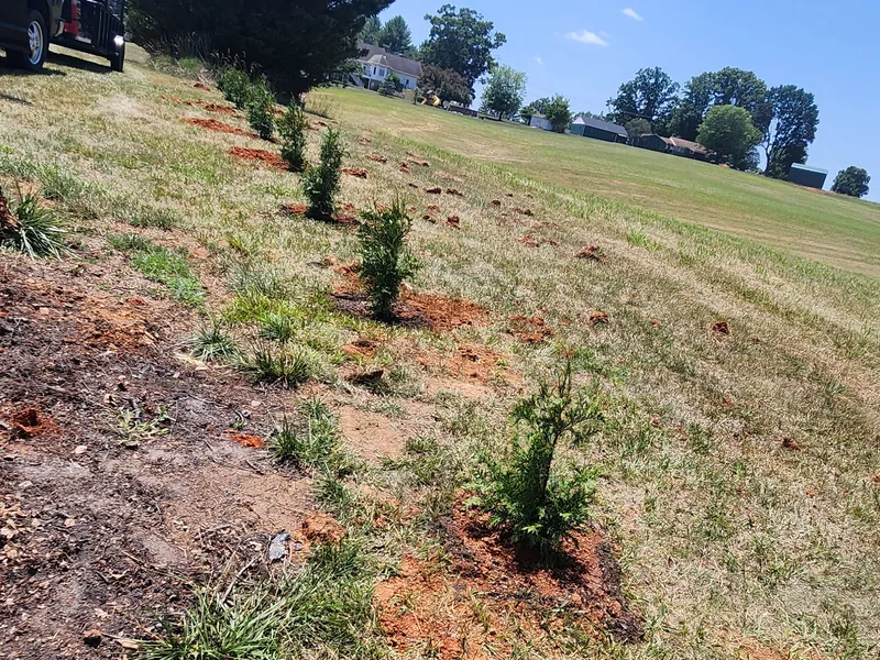 Row of arborvitae newly planted along a property line in Moneta, VA