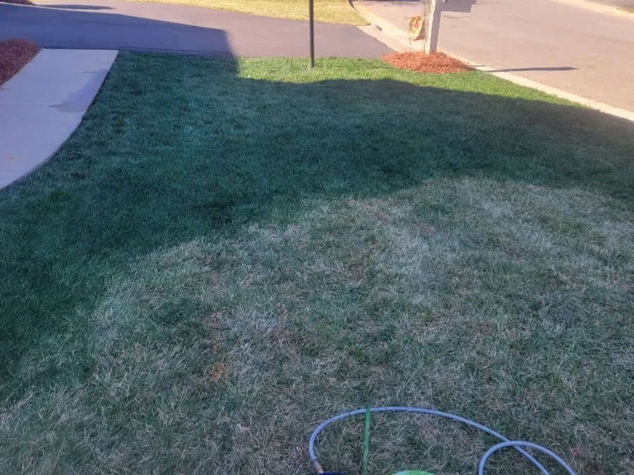 Turf dye being applied to a dormant lawn, treated and untreated grass visible