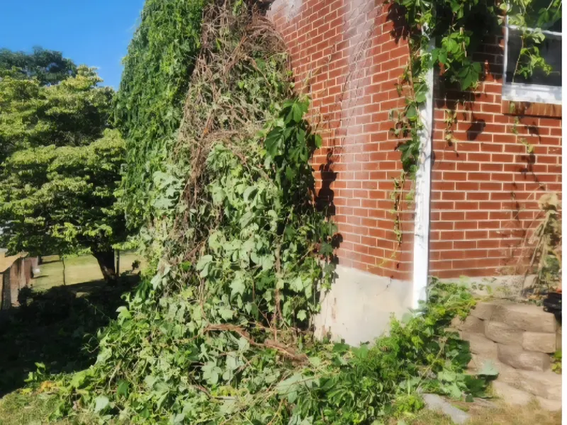 Vines pulled down off the wall and piled at the corner of the house in Vinton, VA