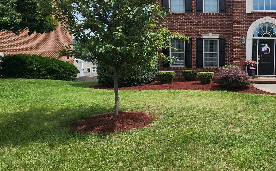 Trimmed shrubs and dyed pine straw beds at a home in Vinton, VA