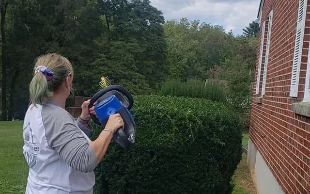 Crew member shaping a boxwood with tarps down