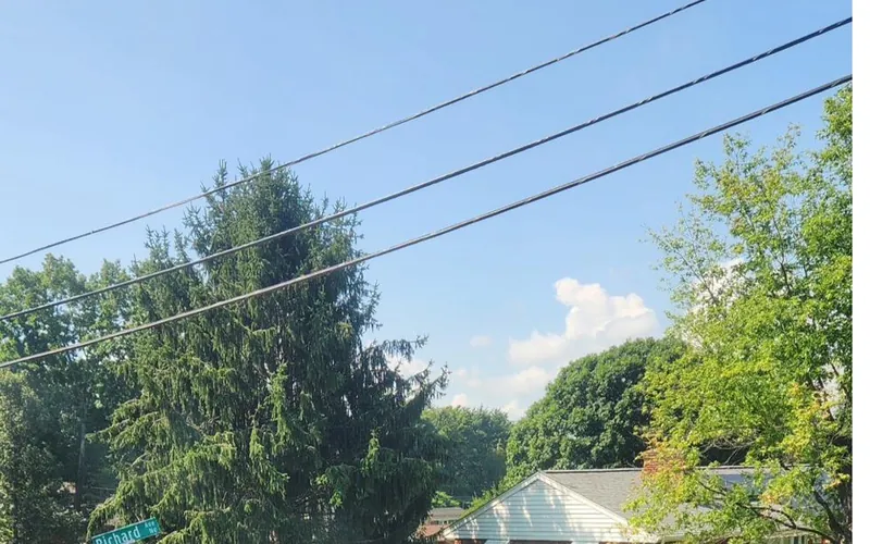 Mature evergreen assessed for removal