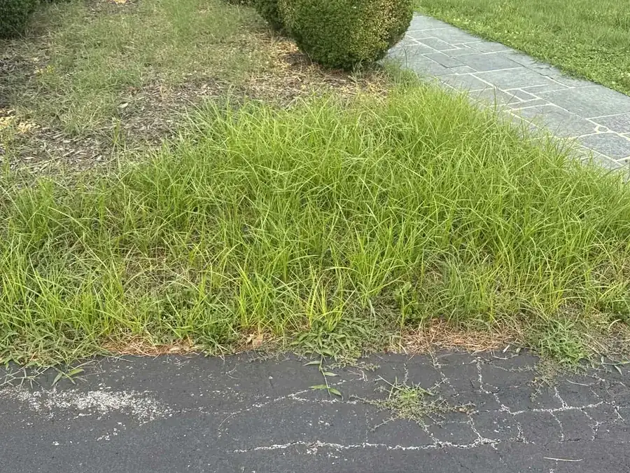 The same bed in July, filled with weeds after no maintenance, Boones Mill, VA